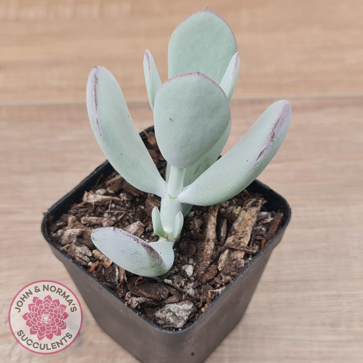 Cotyledon Orbiculata 'Silver Peak'