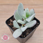 Cotyledon Orbiculata 'Silver Peak'