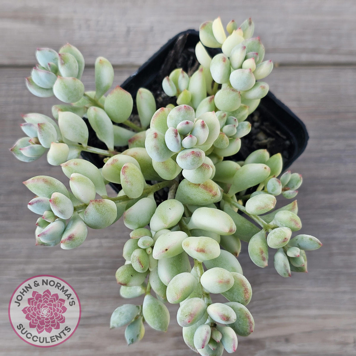 Cotyledon 'Pendens' variegata