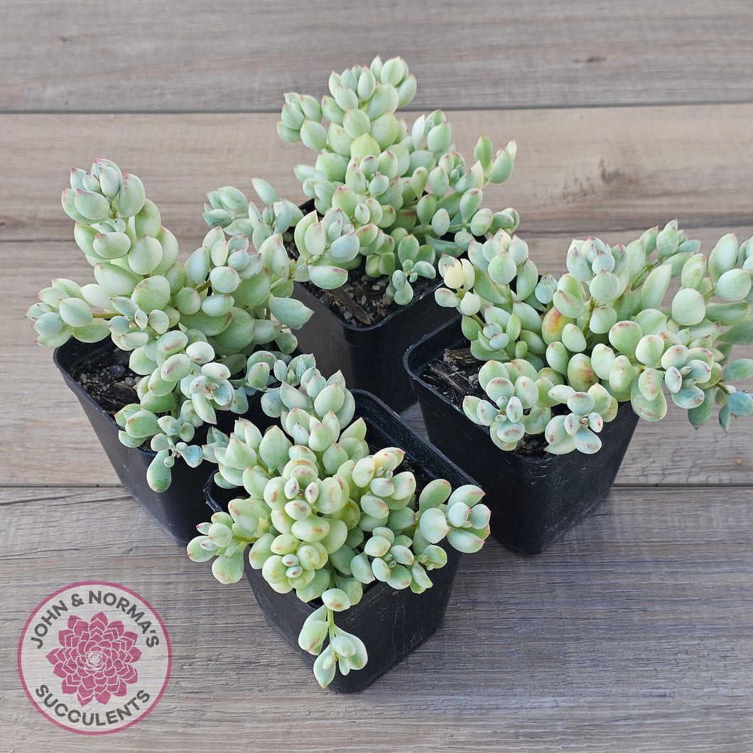 Cotyledon 'Pendens' variegata