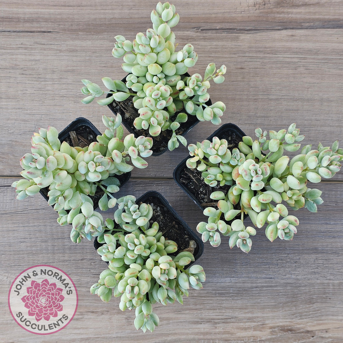 Cotyledon 'Pendens' variegata