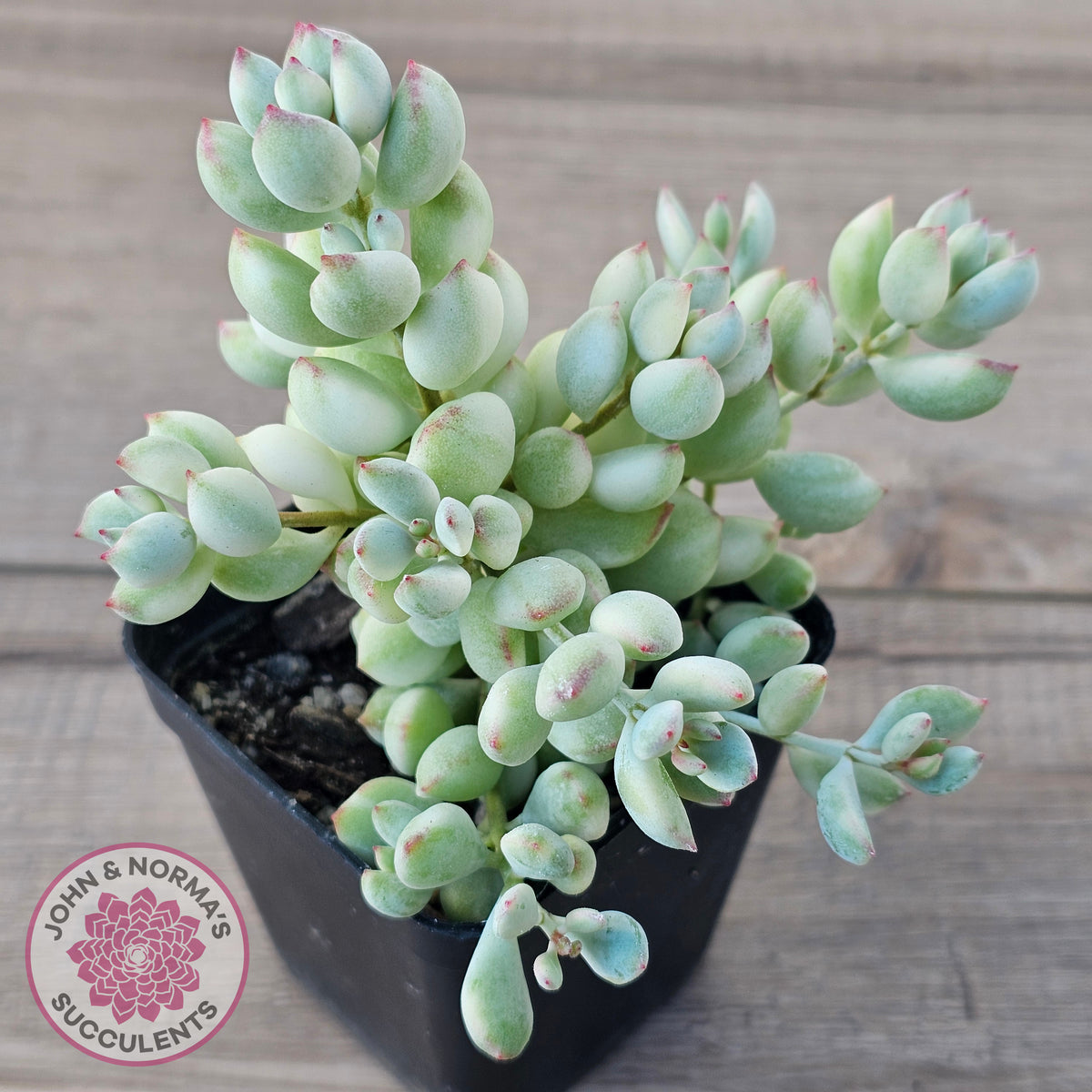Cotyledon 'Pendens' variegata