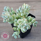 Cotyledon 'Pendens' variegata