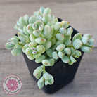 Cotyledon 'Pendens' variegata