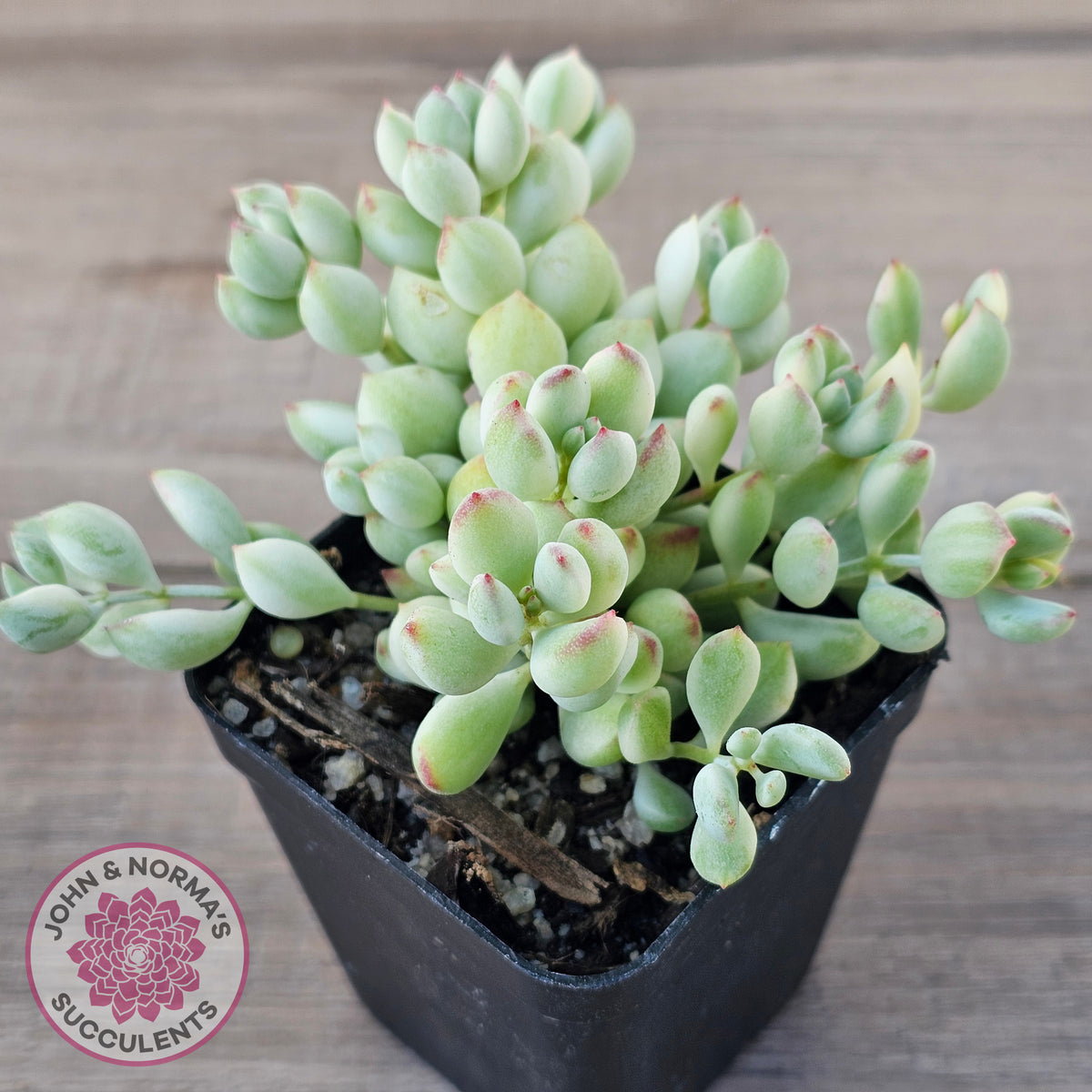 Cotyledon 'Pendens' variegata