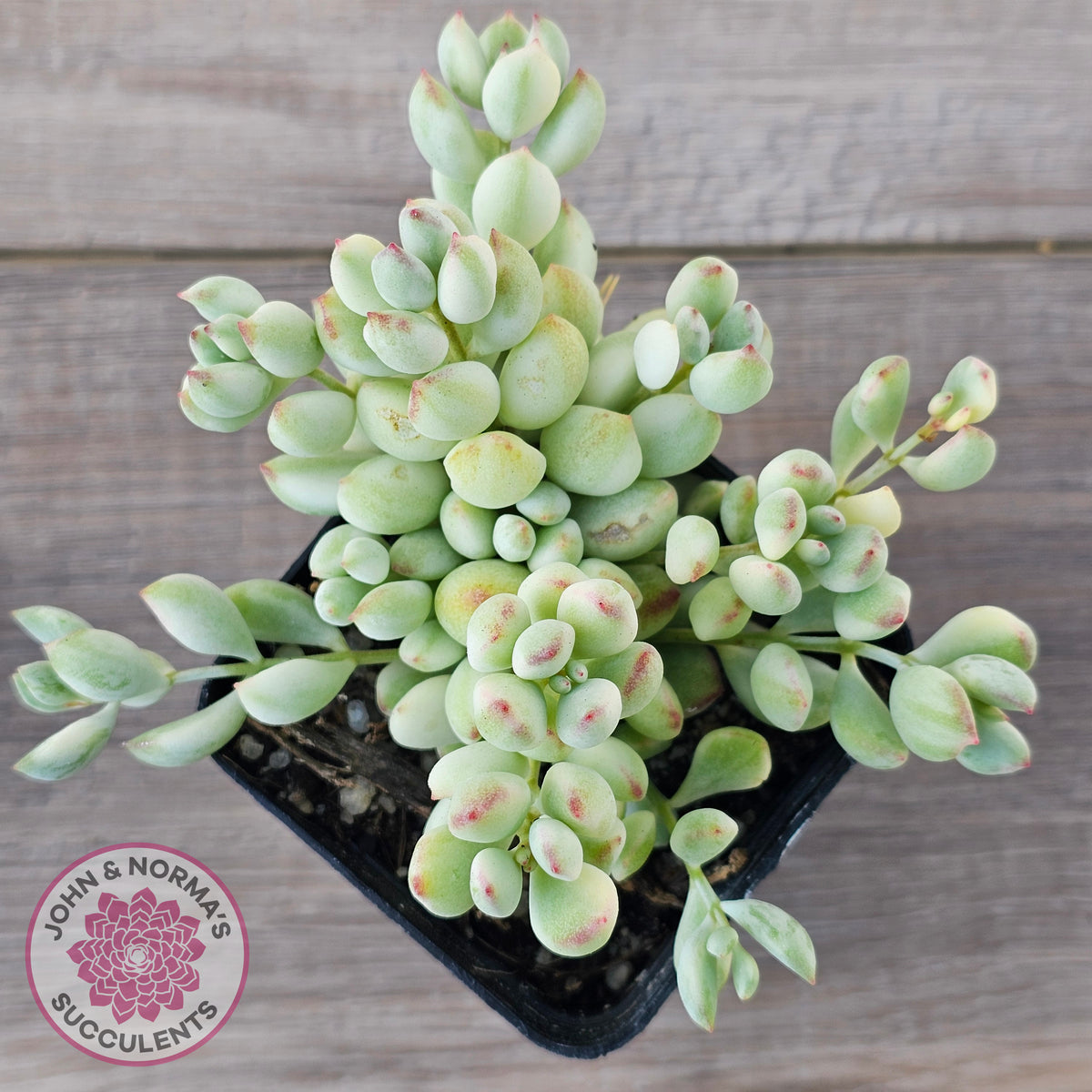 Cotyledon 'Pendens' variegata