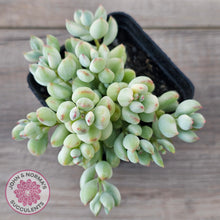 Load image into Gallery viewer, Cotyledon &#39;Pendens&#39; variegata
