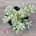 Cotyledon 'Pendens' variegata