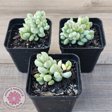 Load image into Gallery viewer, Cotyledon &#39;Pendens&#39; variegata
