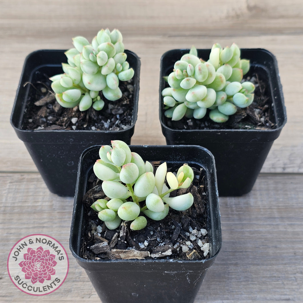 Cotyledon 'Pendens' variegata