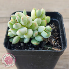 Load image into Gallery viewer, Cotyledon &#39;Pendens&#39; variegata
