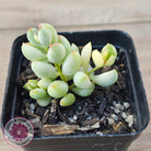 Cotyledon 'Pendens' variegata