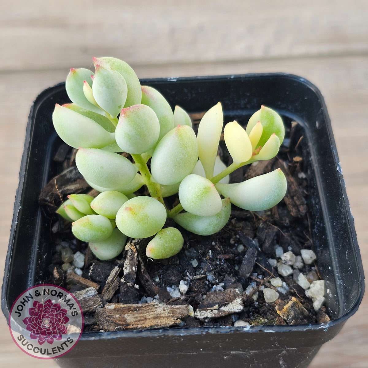 Cotyledon 'Pendens' variegata