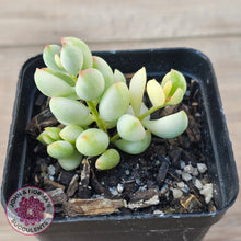 Load image into Gallery viewer, Cotyledon &#39;Pendens&#39; variegata
