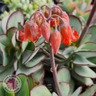 Cotyledon 'Ruby Lips'