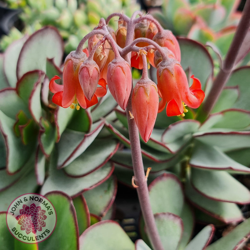 succulents with lips Buy Cotyledon 'Ruby Lips' Australia