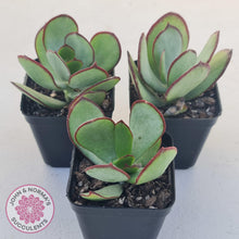 Load image into Gallery viewer, Cotyledon Ruby Lips plants for sale shown in 70mm pots. Group of three
