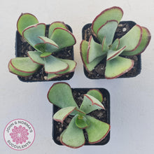 Load image into Gallery viewer, Cotyledon &#39;Ruby Lips&#39; - John &amp; Norma&#39;s Succulents Australia
