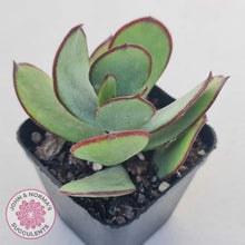 Load image into Gallery viewer, Cotyledon Ruby Lips plant for sale with stunning red leaf margins, displayed in 70mm pot. 
