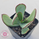 Cotyledon 'Ruby Lips'
