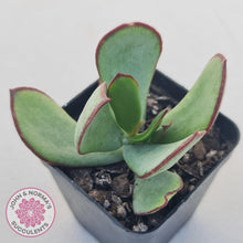 Load image into Gallery viewer, Cotyledon Ruby Lips plant for sale with stunning red leaf margins, displayed in 70mm pot. 
