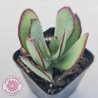 Cotyledon 'Ruby Lips'