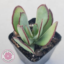 Load image into Gallery viewer, Cotyledon Ruby Lips plant for sale with stunning red leaf margins, displayed in 70mm pot. 
