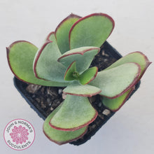 Load image into Gallery viewer, Cotyledon Ruby Lips plant for sale with stunning red leaf margins, displayed in 70mm pot. 
