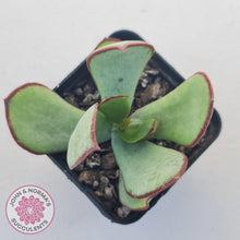 Load image into Gallery viewer, Cotyledon Ruby Lips plant for sale with stunning red leaf margins, displayed in 70mm pot. 
