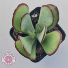 Cotyledon 'Ruby Lips'
