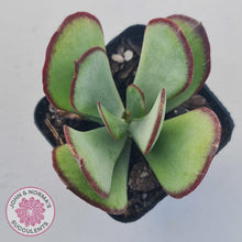 Load image into Gallery viewer, Cotyledon Ruby Lips plant for sale with stunning red leaf margins, displayed in 70mm pot. 
