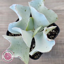Load image into Gallery viewer, Cotyledon 'Silver Waves'
