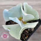 Cotyledon 'Silver Waves'