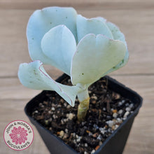 Load image into Gallery viewer, Cotyledon 'Silver Waves'
