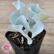Load image into Gallery viewer, Cotyledon 'Silver Waves'
