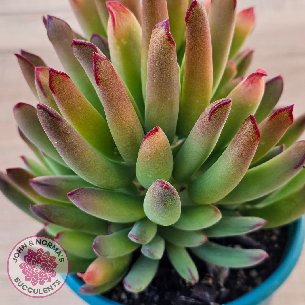 Cotyledon 'Sweet Kiss'