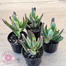 Cotyledon 'Sweet Kiss'