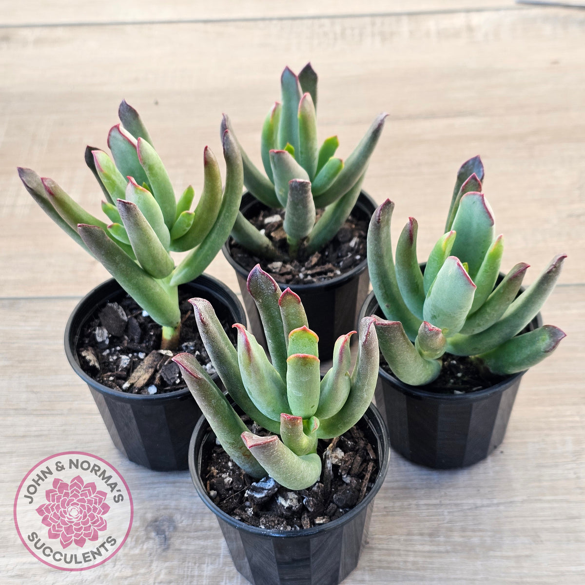 Cotyledon 'Sweet Kiss'