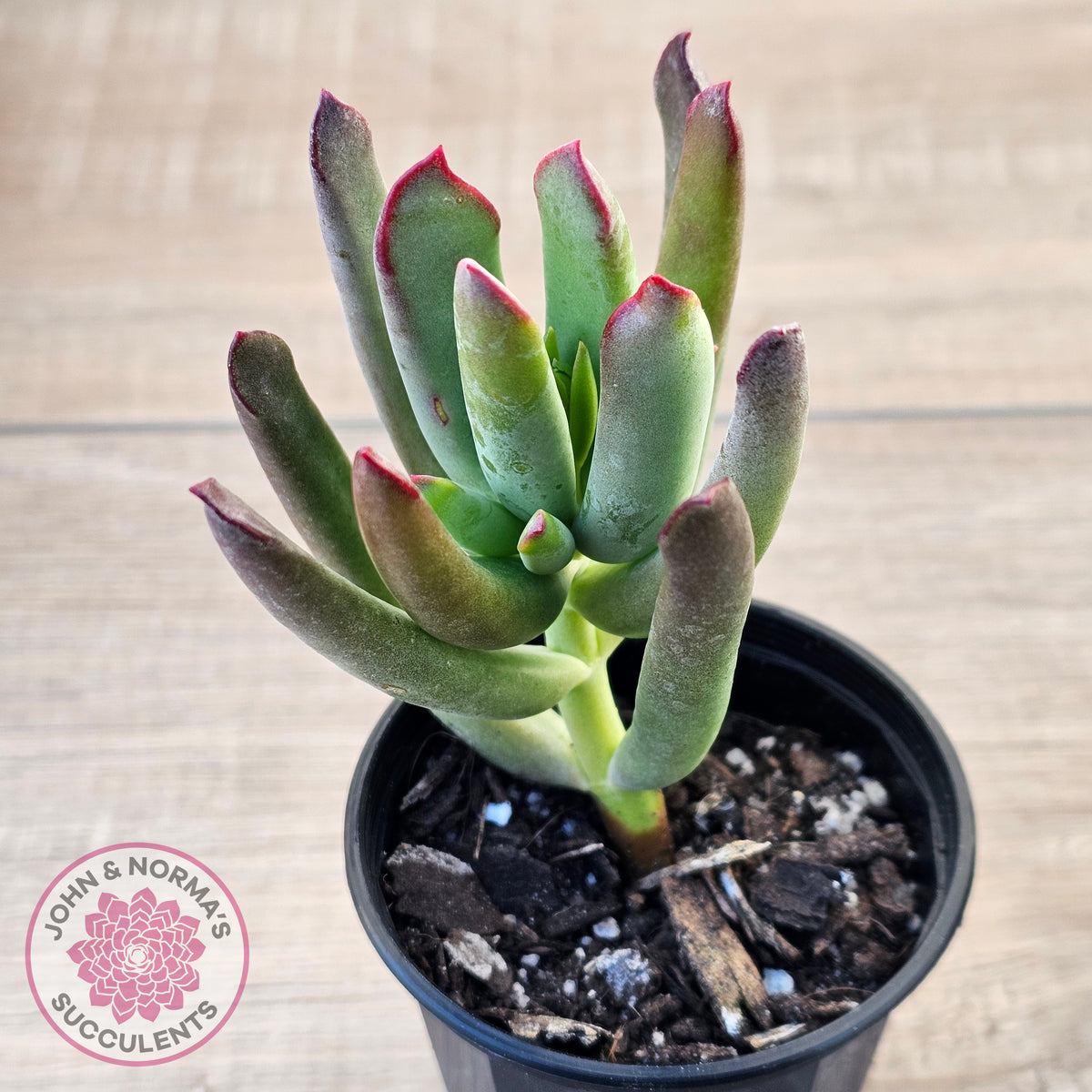 Cotyledon 'Sweet Kiss'