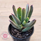 Cotyledon 'Sweet Kiss'