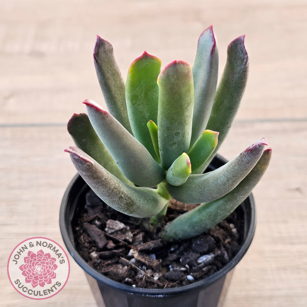 Cotyledon 'Sweet Kiss'