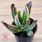 Cotyledon 'Sweet Kiss'