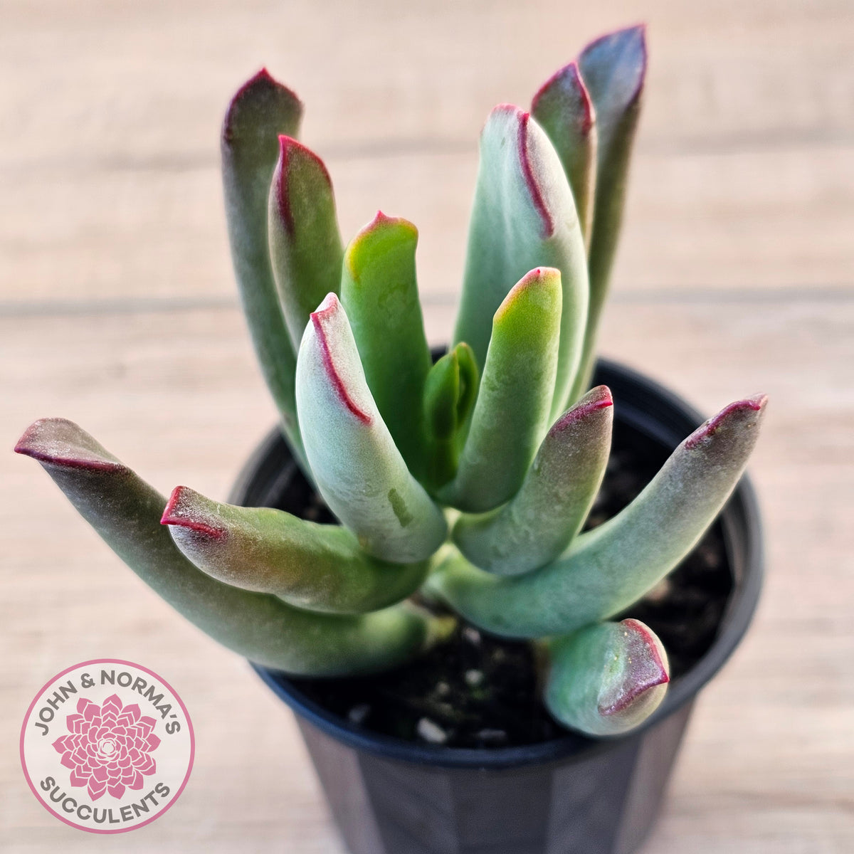 Cotyledon 'Sweet Kiss'