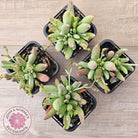 Cotyledon 'White Peach'