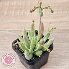 Cotyledon 'White Peach'