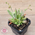 Cotyledon 'White Peach'
