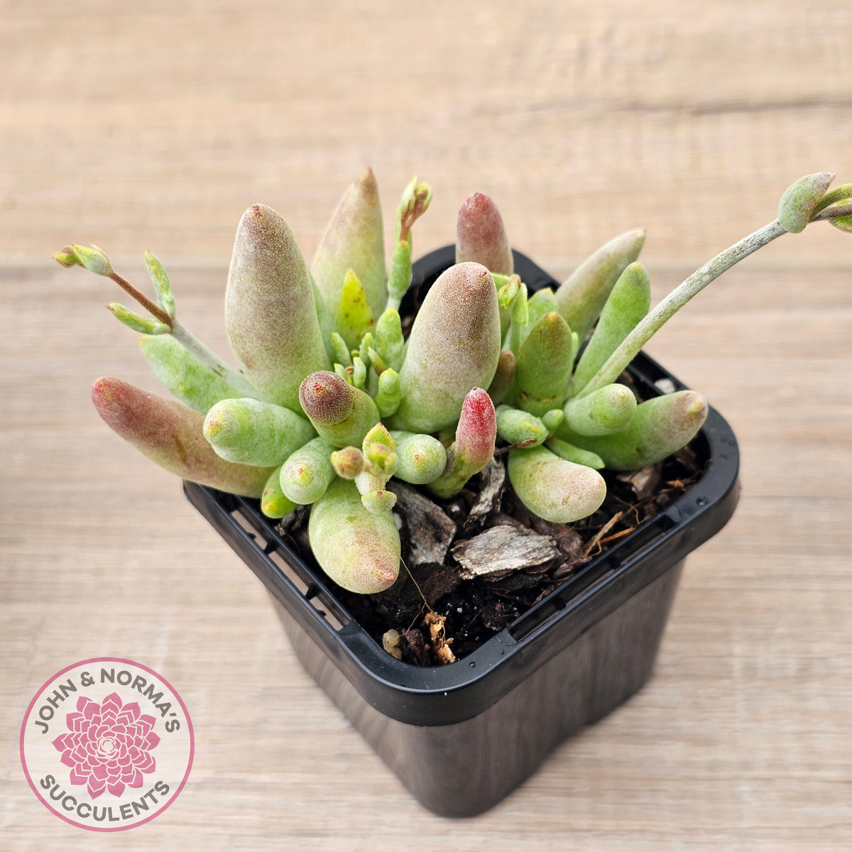 Cotyledon 'White Peach'