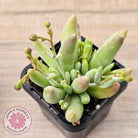 Cotyledon 'White Peach'