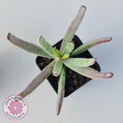 Cotyledon White Sprite