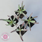 Cotyledon White Sprite